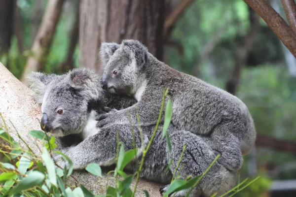 Koala Phascolarctos Cinereus Close — Stock Photo, Image