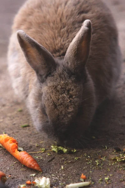 花园里的兔子 — 图库照片
