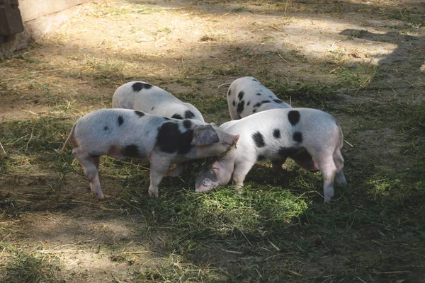 Niedliche Und Lustige Schweine Porträt — Stockfoto