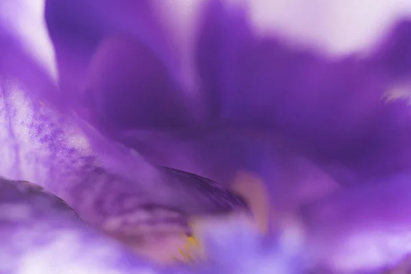 Крупним Планом Фіолетова Квітка Ірису — стокове фото