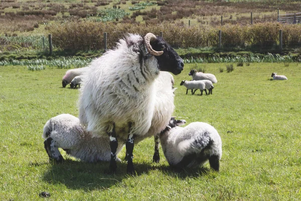 Голодні Вівці Ірландія — стокове фото