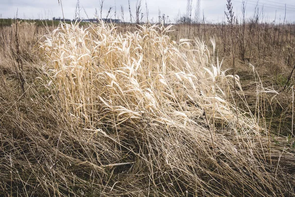 Trockenes Gras Auf Dem Feld — Stockfoto