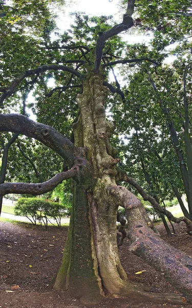 Mooi Botanisch Schot Natuurlijk Behang — Stockfoto