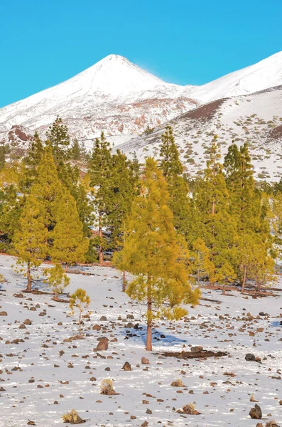 Vackert Vinterlandskap Natur Resor — Stockfoto