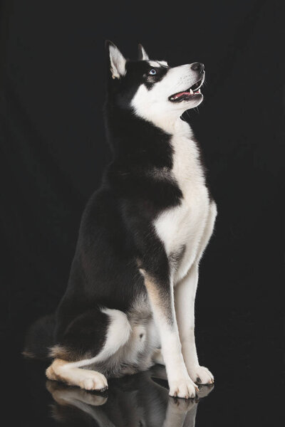 Portrait of purebred dog. Animal concept