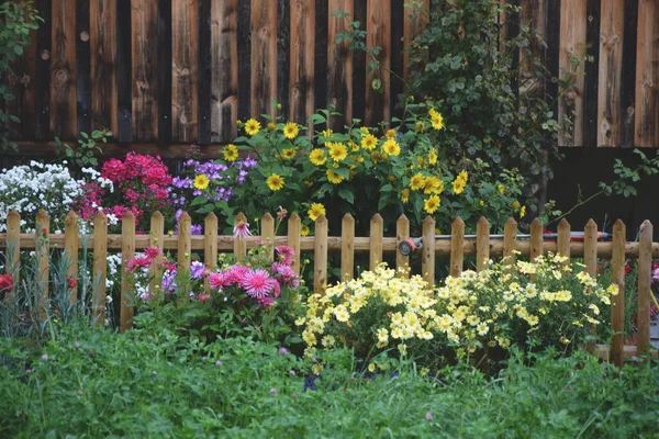 Bellissimi Fiori Fiore Giardino — Foto Stock