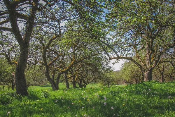 Apfelbäume Und Frühlingswiese — Stockfoto