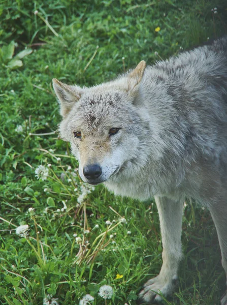 Lupo Nella Foresta — Foto Stock