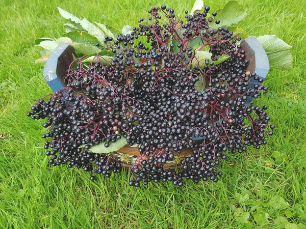 Holunderbeeren Sambucus Nigra Holunder Beeren — Foto de Stock