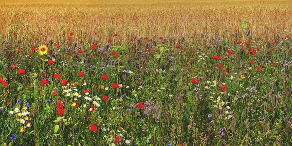 Flower Meadow Front Cereal Field — Stock Photo, Image