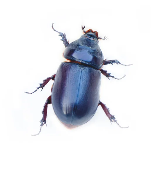 Rhinoceros Beetle Crawling White Background — Stock Photo, Image