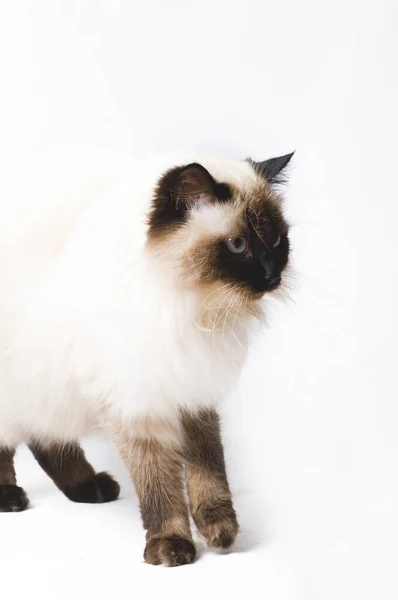 Sibiřská Lesní Kočka Zblízka — Stock fotografie