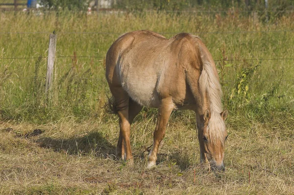 Häst Fältet Djur Fauna — Stockfoto