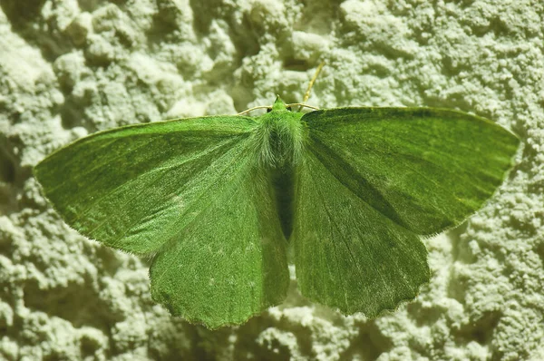 Folha Verde Árvore — Fotografia de Stock