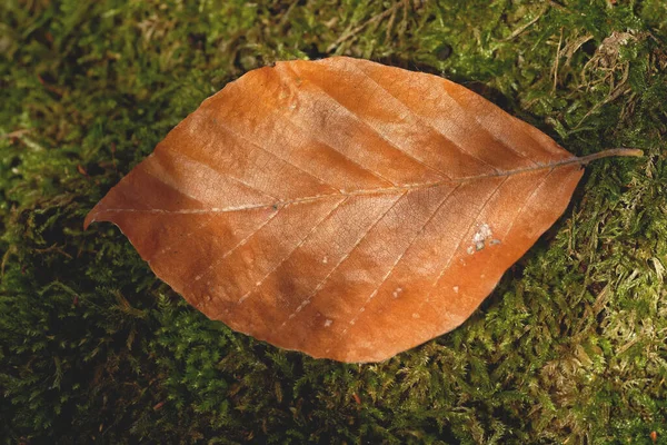 苔の上のブナの葉 — ストック写真