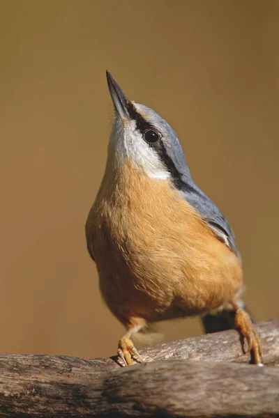 Nuthatch Euroasiático Sitta Europaea — Foto de Stock