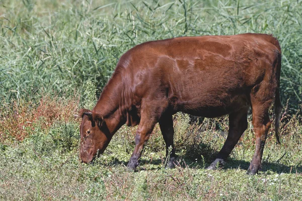 Rote Bergrinderfütterung — Stockfoto