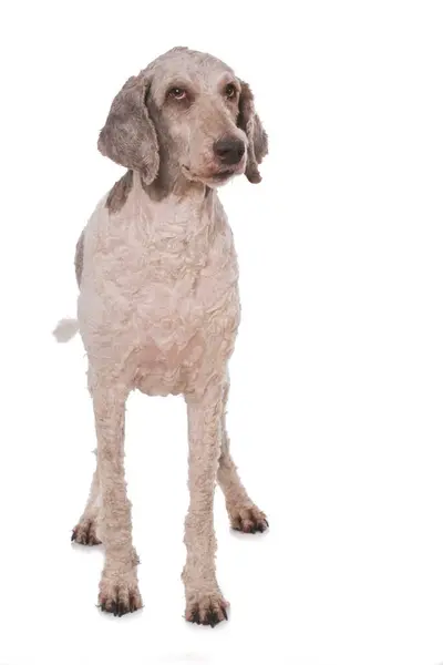 Cachorro Dachshund Aislado Sobre Fondo Blanco — Foto de Stock