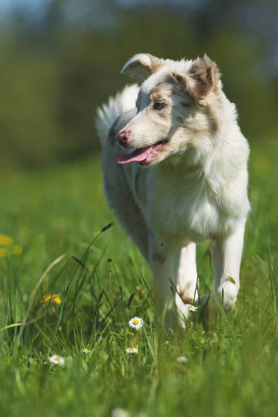 Potret Anjing Perbatasan Collie — Stok Foto