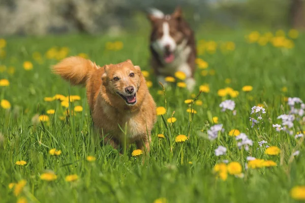 Dog Breed Collie Meadow — Stock Photo, Image