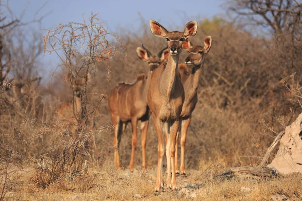 Turmă Kudus Parcul Național Etosha Din Namibia — Fotografie, imagine de stoc