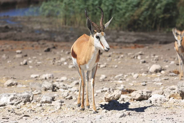 Grupa Młodych Afrykańsko Amerykańskich Mężczyzn Parku Narodowym Etosha Namibia — Zdjęcie stockowe