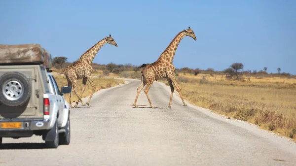 Giraffen Überqueren Eine Straße — Stockfoto