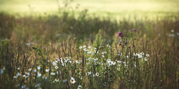 Flowering Grasses Blooming Meadows — Stock Photo, Image
