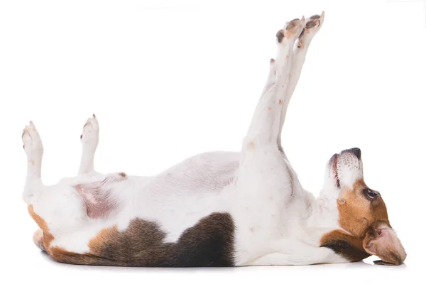 Adult Beagle Dog Lying Back Isolated White Background — Stock Photo, Image