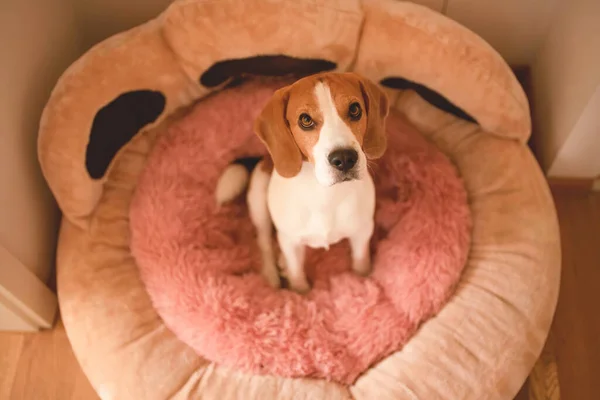 Cão Sentado Cama Cachorro Rosa Olhando Para Câmera Beagle Pet — Fotografia de Stock