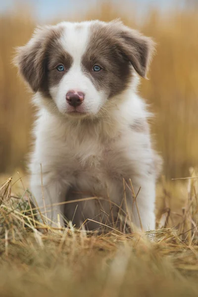 Grens Collie Puppy Een Stoppelveld — Stockfoto