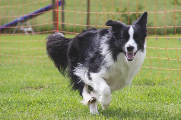 Addestramento Cani Agilità Esecuzione Verso Prossimo Obiettivo — Foto Stock