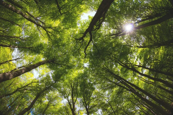 Dreamy View Treetops Forest Deciduous Trees Spring — Stock Photo, Image