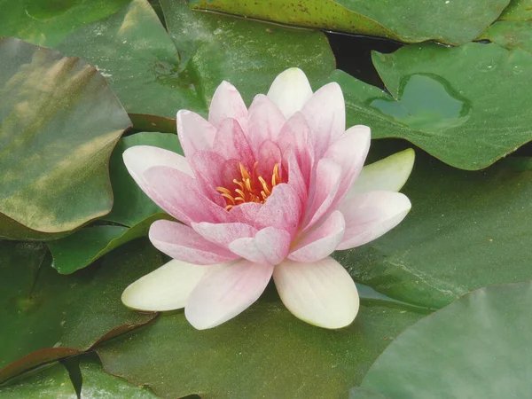 Pink Lotus Pond — Stock Photo, Image