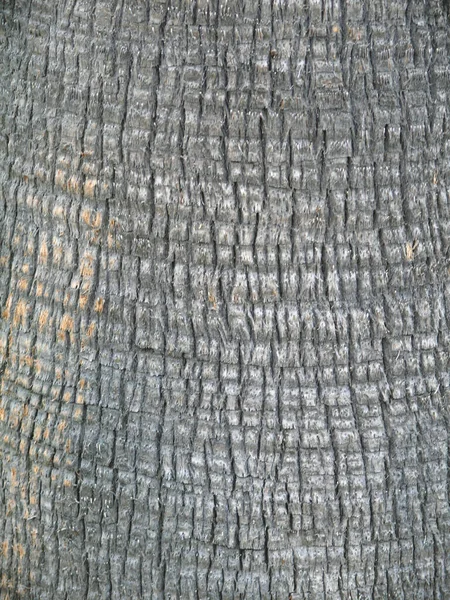 Close View Tree Bark Texture Background — Stock Photo, Image