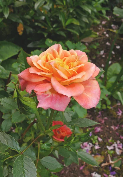 Belle Rose Dans Jardin — Photo