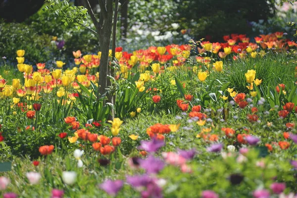 Belles Fleurs Dans Jardin — Photo