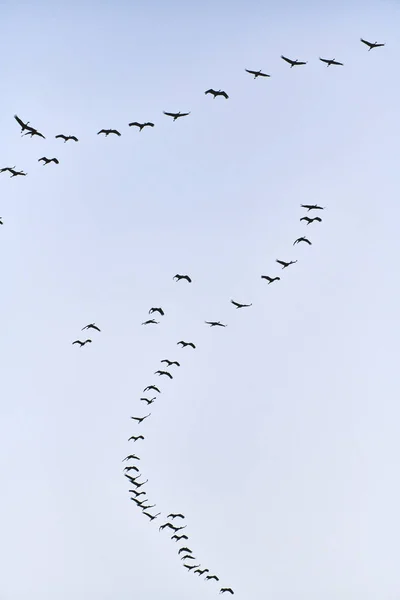 Flock Cranes Flying Place Sleep — Stock Photo, Image