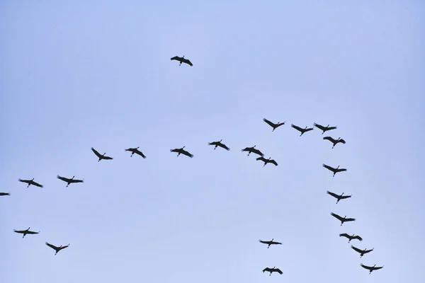 Bandada Grúas Volando Para Dormir — Foto de Stock