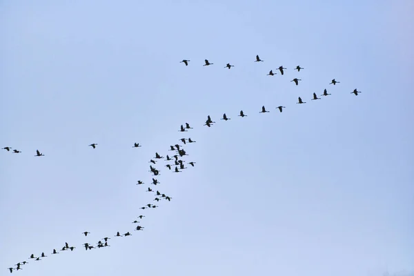 Flock Cranes Flying Place Sleep — Stock Photo, Image