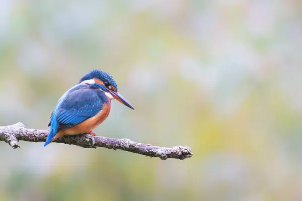 Eurázsiai Királyhalász Alcedo Atthis — Stock Fotó