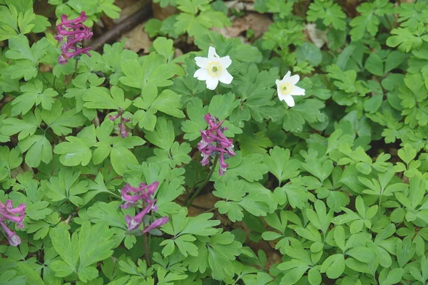 Lärchensporn Und Anemone — Stockfoto