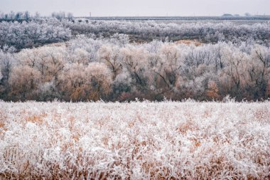 Orman bir görünümünü frost ile kaplı. Gr dondurulmuş ön planda
