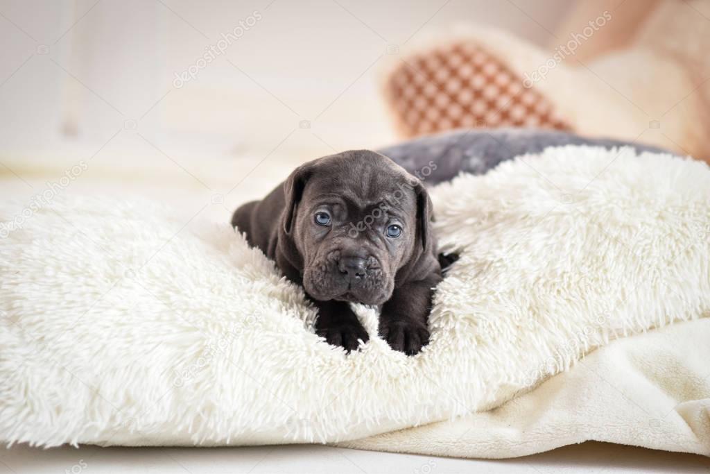 Puppy Cane Corso lies on a bed