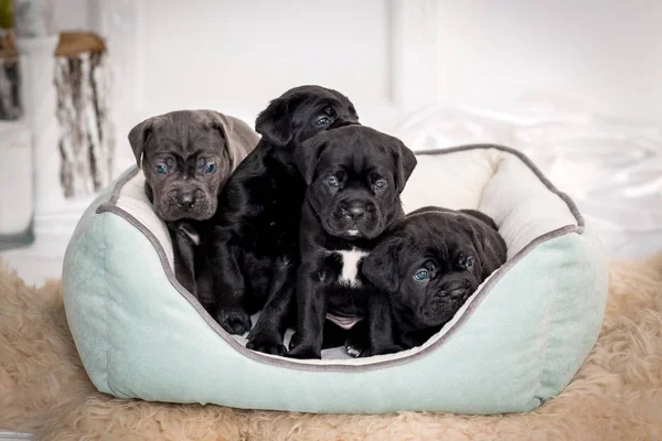 Štěňata Cane Corso v gauči — Stock fotografie