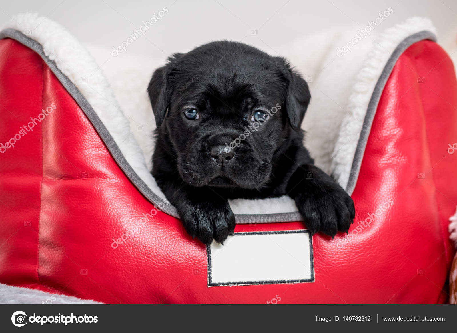 Raza De Perro Cachorro Cane Corso Fotos De Stock Bondarjuri232
