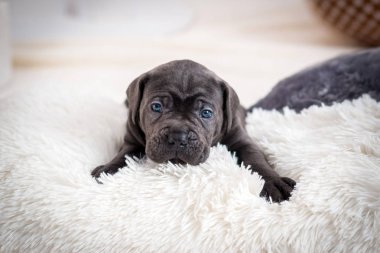 Bir yastık üzerinde şirin Cane Corso köpek yavrusu