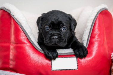 Köpek yavrusu köpek doğurmak Cane Corso