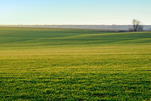 Τοπίο. Πράσινο χωράφι στον ήλιο — Φωτογραφία Αρχείου