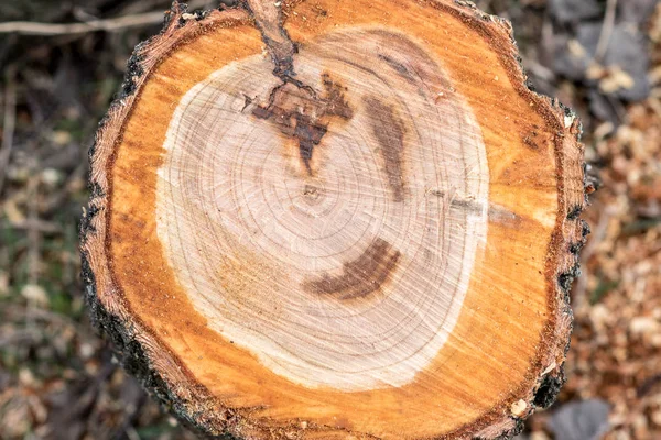 Árvore derramada, vista superior, anéis anuais — Fotografia de Stock